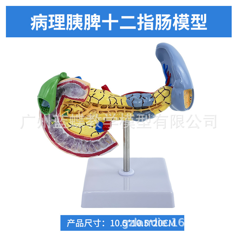 ҽѧ��������������ģ�͸��ŵ��ҵ��ܽṹ����ϵͳ������ʾ�̾�