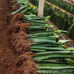 �t�Ļ����������԰������ͥԺ�̨�Ϸ������Nֲ�����箔��Y��