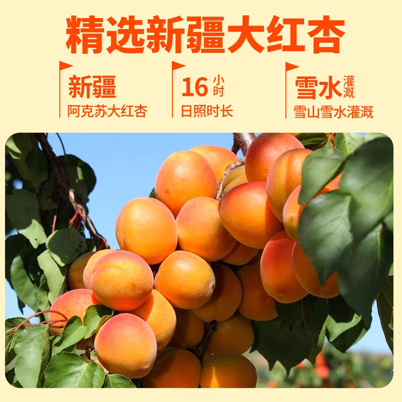 新疆金杏乾杏砂糖卸売り代発無核酸甘杏乾杏子肉大果砂糖漬け杏メーカー卸売り|undefined