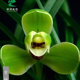 ��Դ�m���紺�m�ϰ˷N��÷�ϼ��A������������B�҃ȾGֲ��������