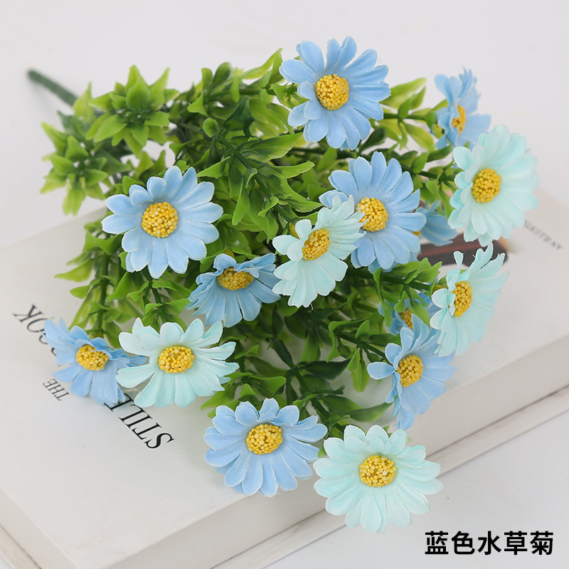 Crisantemo azul-acuático
