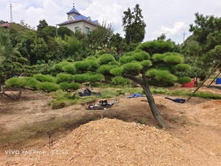 ���ɻ��أ�ͥԺ�G�����L�h���ɣ������_�h�ɣ�ӭ���ɡ�