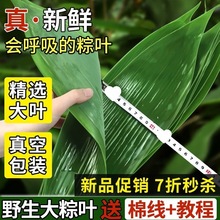 粽子叶棕叶新鲜大号新叶包粽子的叶子端午节商用批发干粽叶大