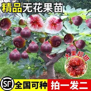 �o�����������Ե����ش󲨼��o���������Ϸ������Nֲ����Y���ͺ�