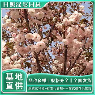 ���t��ѻ������Ј���������ُ�I 6�������t��ѻ���ѻ�����ֱ��