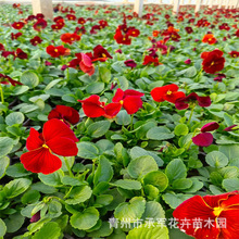 ɽ�|��ɫ�����l���� ��ɫ���r�� ����ɫ�������ö��������ݻ�