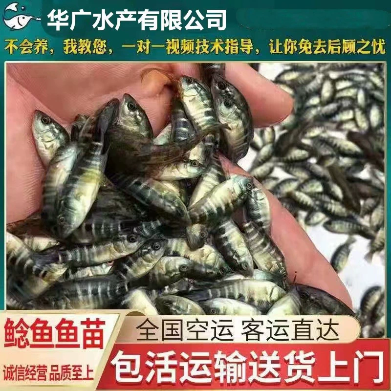 Недорогая оптовая пресноводная пресноводная окунь