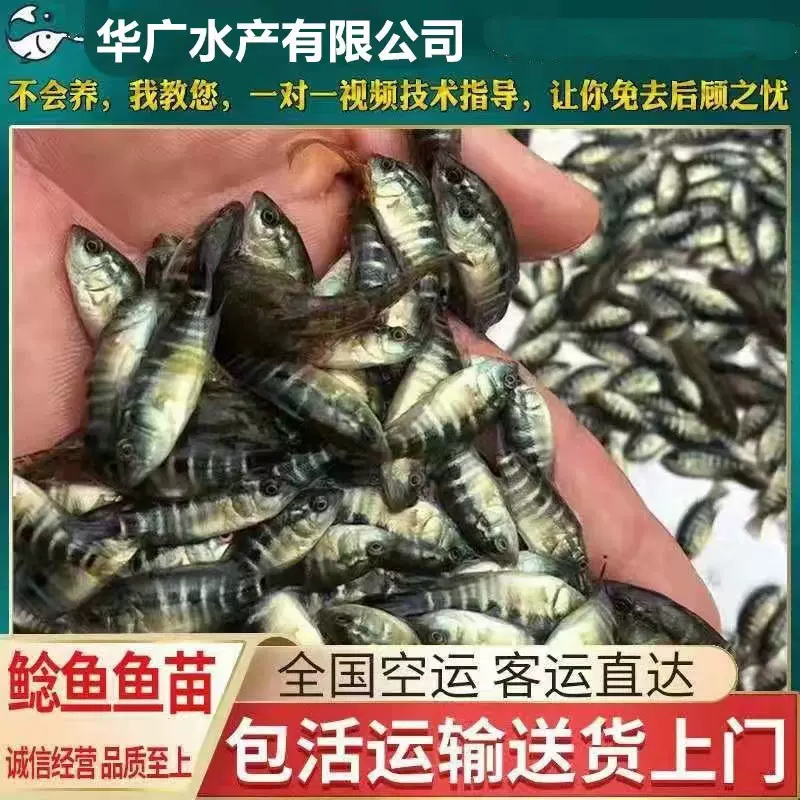 低价批发淡水石斑鱼老虎斑鱼苗东星黑石斑石班鱼苗量大从优包活