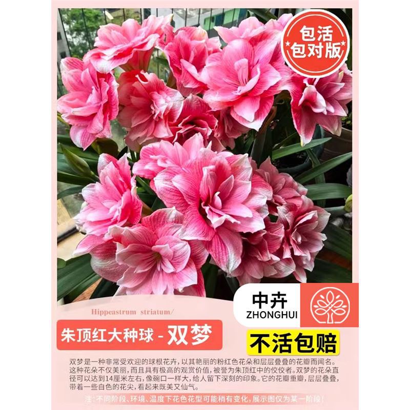 Amaryllis double dream (large bulb)