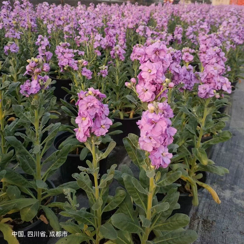 Фиолетовая трава в горшке Османтус Четыре Таоке Трава Фиолетовый Чэнду Цветочная граница Горшечное растение Размещение растений