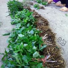 Ĵؘ~һ֦NߗUAFСԷ䉾