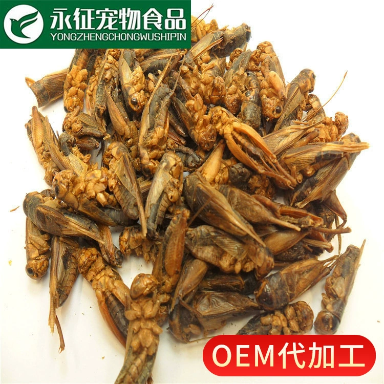 Производитель Yongzheng напрямую поставляет микроволновой сушёный корм для сороконожек, жуков, декоративных рыб, черепах, птиц, домашней птицы и других насекомых.