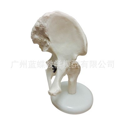 ����ϥ�ؽ�ģ�ͼ�ؽ���ؽ��ֹؽڽŹؽ��Źؽ�ģ��1:1����ģ��