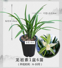 素心兰花建兰四季兰苗草青山玉泉国色天香龙岩铁骨素锦旗细叶国兰