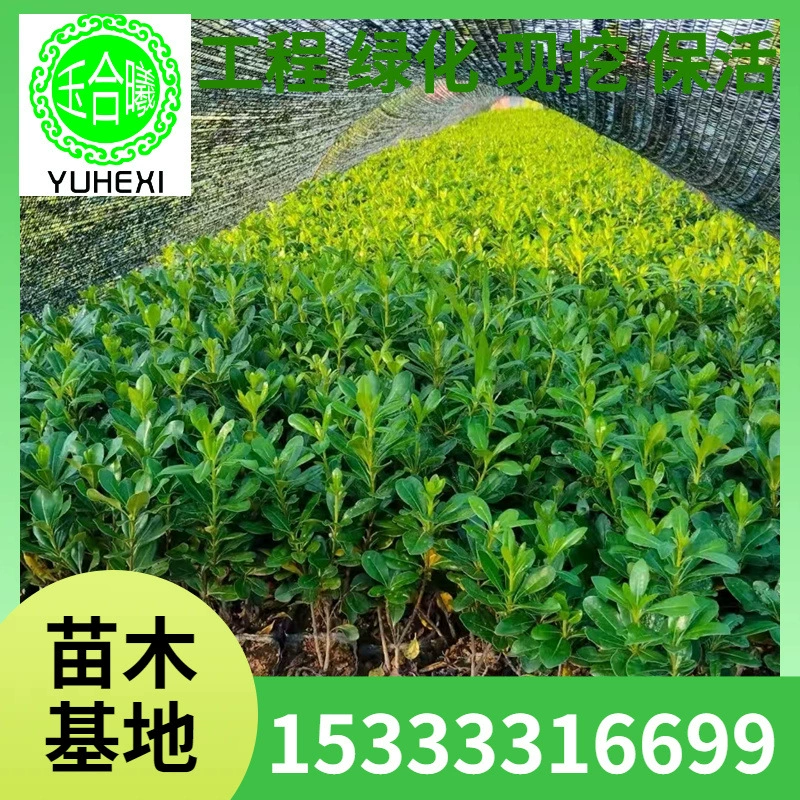 Основные поставки рассады палиантуса, вечнозеленых и морозостойких зеленых растений, дворовых растений, стен, заборов, кустарниковых растений.