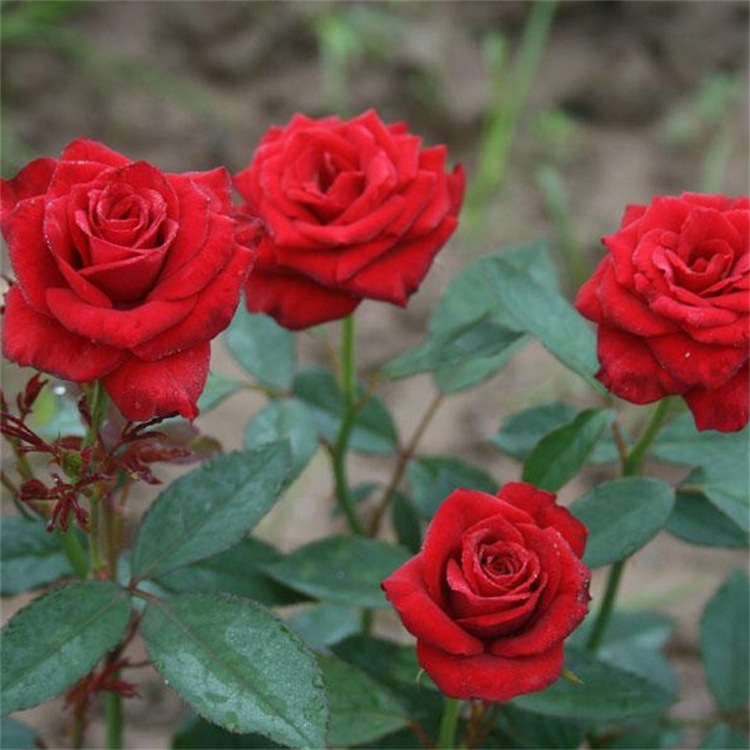 耐寒月季 10-80公分 东北灌木 大花浓香  四季玫瑰 庭院爬藤蔷薇