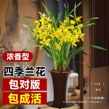 兰花盆栽带花苞发货名贵花卉植物香兰草苗四季开花绿植室内墨办公