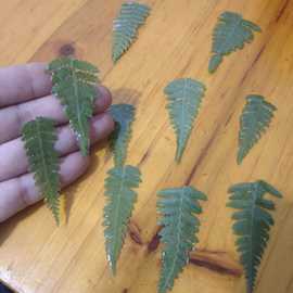 diy饰品配件蕨类树叶片手工滴胶真叶子耳环半成品材料挂件吊坠