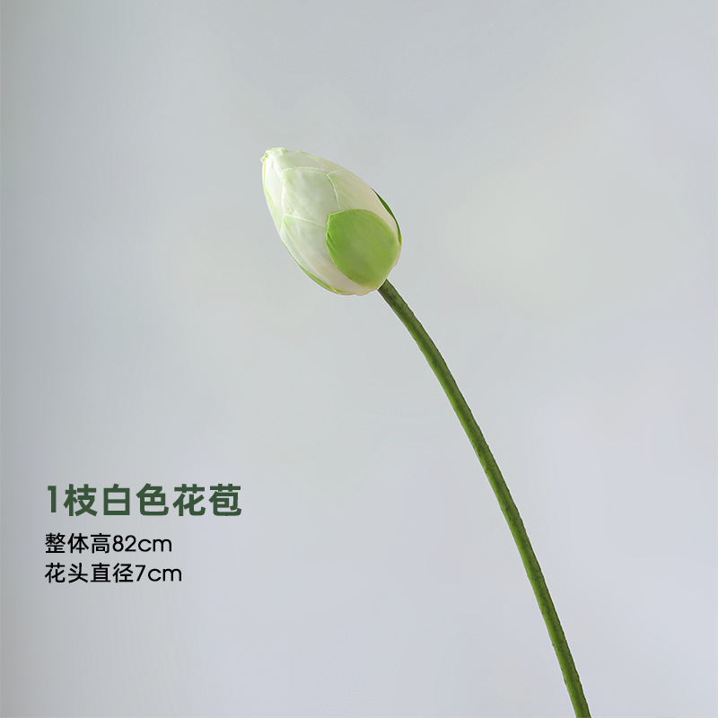 흰색 연꽃 봉오리 1개