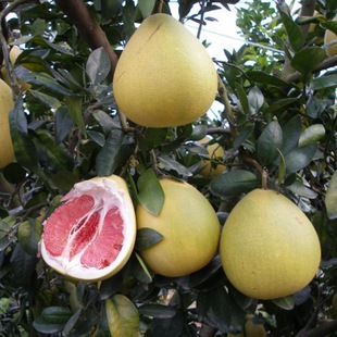 Grafted Pomelo Saplings, Potted Red Heart Honey Pomelo, Ground Planting, North and South Planting, Courtyard Pomelo Fruiting Seedlings