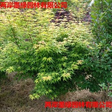 批发黄金枫苗嫁接日本红枫橙之梦又名黄金枫彩色叶红枫落叶乔木