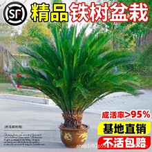 ������������������ļ������ͺ����辰����ͥԺ���������̻�����