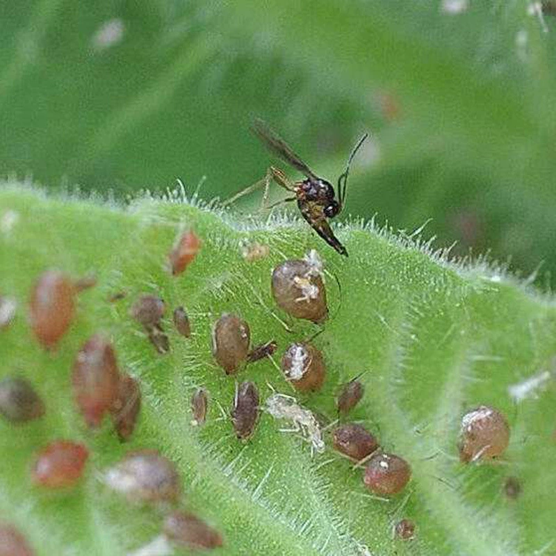  Aphid cocoon aphid parasitic natural enemy Insect scientific research Insect small classroom use of scientific research insects
