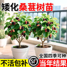 矮化桑葚树苗地盆栽南北方种植嫁接大叶桑树苗桑葚苗当年结果