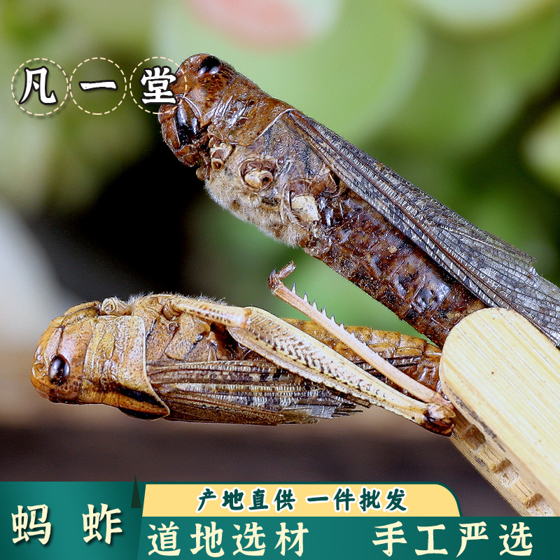 【凡一堂】道地选材 蝗虫干蚂蚱干 五谷虫干 蛐蛐干可无痕发货