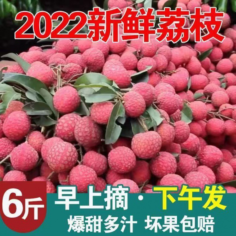 Litchi wholesale Guangxi fresh Sugar vase Feizixiao Guiwei Cold Chain Season fruit Full container