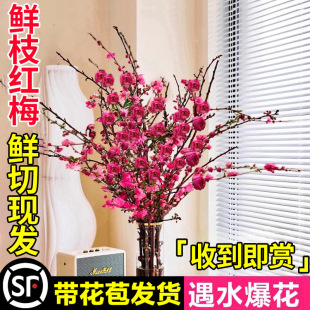�t÷ˮ��ֲ���֦ѩ��ˮ�B�r����÷���r֦�������҃ȿ͏d�Gֲ����