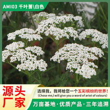 �S��ֱ�Nǧ�~��ݷN�ӻ��њW����䏲����޸��ͺ����л��̨����