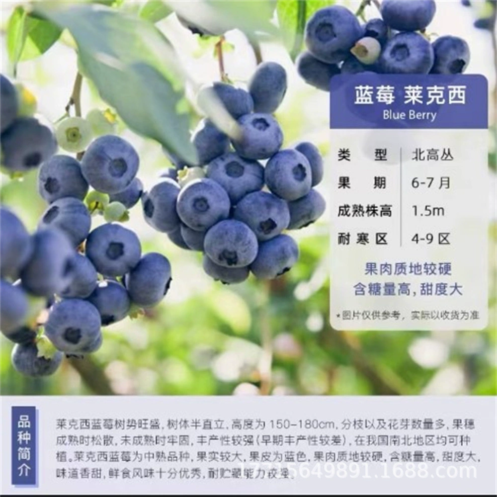 Юг и север Южного университета Посадка Sharp Orchid Blueberry Tree Рассада с почвой и листьями Поставляется в Четырех сезонах