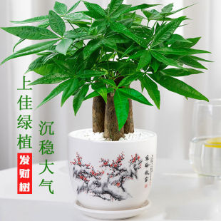 �lؔ�仨�����ԾGֲ�҃ȿ͏dС�辰�ļ������k������ؔˮ��ֲ��