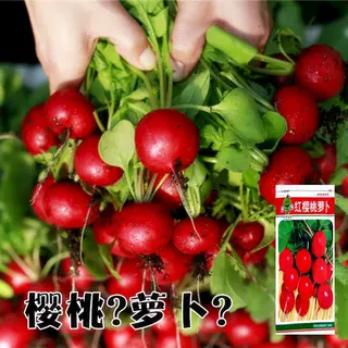 【樱桃水果萝卜种子】水果春秋樱桃萝卜菜籽四季种孑耐寒抗热盆栽