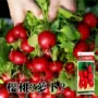 耐寒盆栽春秋四季菜籽