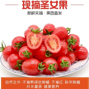 ���r�Fժ�}Ů���� ��С���� ���t���r�ҷNֲ ǧ��ϵ��ˮ��4.5-5��