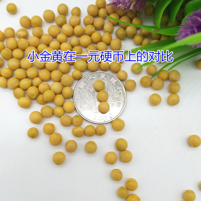 新豆発もやし専用小大豆非遺伝子組換え690小金黄真珠粒発もやし納豆打豆乳|undefined