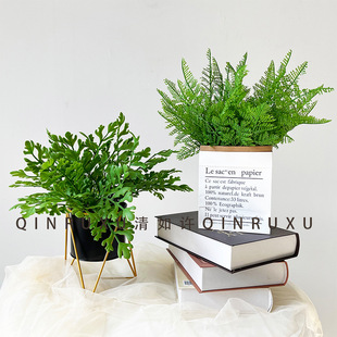 羳F؛沨˹~ާܛzGֲ̾G^ پGֲl ٲ