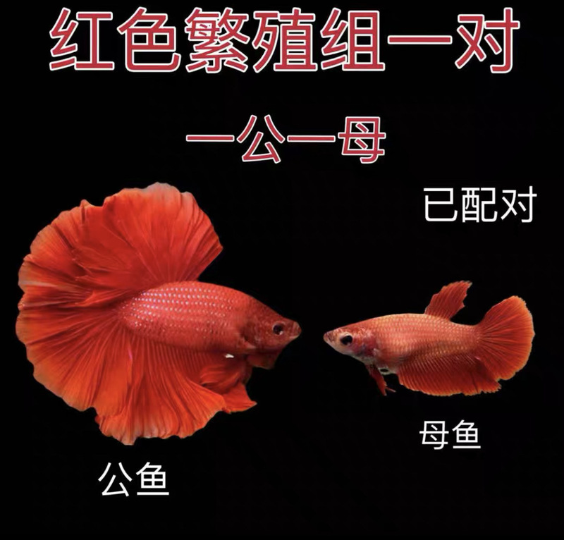 泰国斗鱼仙女款纯白半月超美网红小型淡水热带冷水观赏鱼好养耐活|undefined