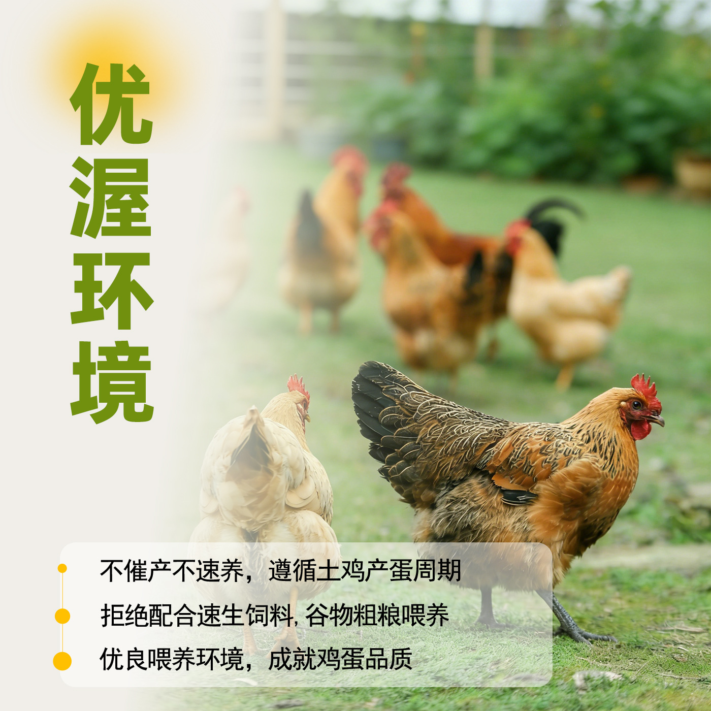 土鸡蛋批货农家新鲜土鸡蛋50枚鲜鸡本省批整箱蛋绿壳乌鸡蛋批发