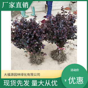 ���������l���t����ľ���l �����ر��G�h�c�Y��ľ��  �r�񃞻�