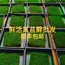 ����\̦�\ֲ���r����̦��΢���^���ָ����Ԉ@ˇ��ɽ��Ƥ���