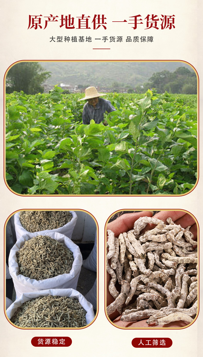 White Silkworm Jiang Can 500g Dried Bombyx Batryticatus Traditional Chinese Herb for Decoction overview