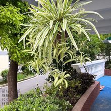 ���{�~�Wʽ�e���ڗUģ���̨�o�ڇ���ˮ�໨ƿ�m�������J�Gֲ����