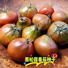 黑松露番茄种子甜番茄苗东北铁皮柿子种籽阳台大田春秋冬四季