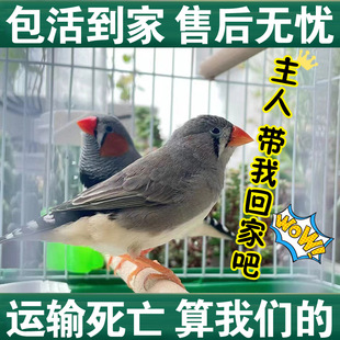 �����B�����B�ɷ�ֳ�^�p�BС�Ϳɐ�С�B���µ��\ݔ��������B