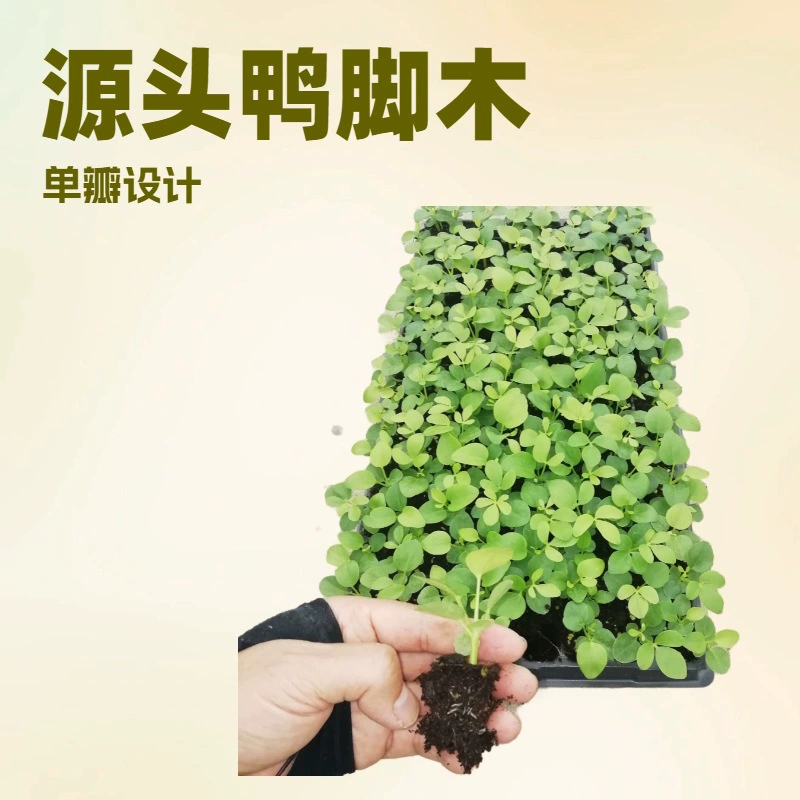 Производители источника поставляют большое количество утиных лап деревянная гусиная Пальмовая древесина вилка саженцы озеленение Цветочные саженцы оптом