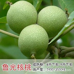 �޽Ӻ��Ҙ���������ϱ����Nֲɽ������8518���Ա�����Ƥ����Y��