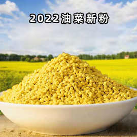 2022新鲜油菜花粉天然蜂花粉高品质活性未破壁蜂花粉批发食用